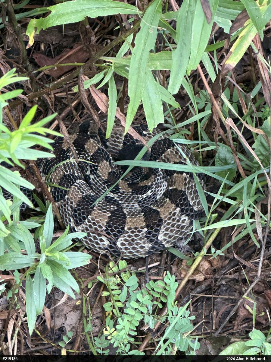 Timber Rattlesnake