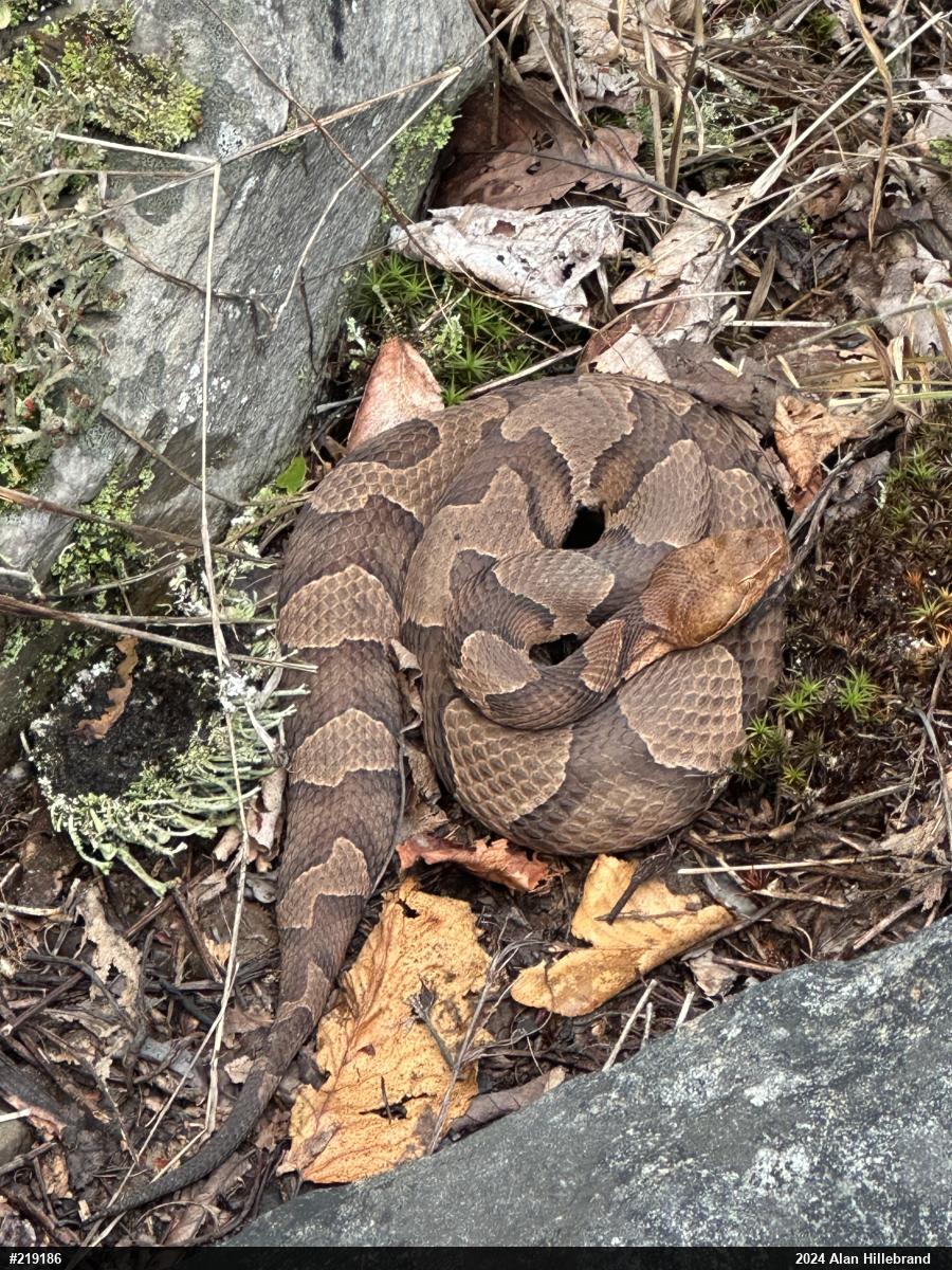Northern Copperhead