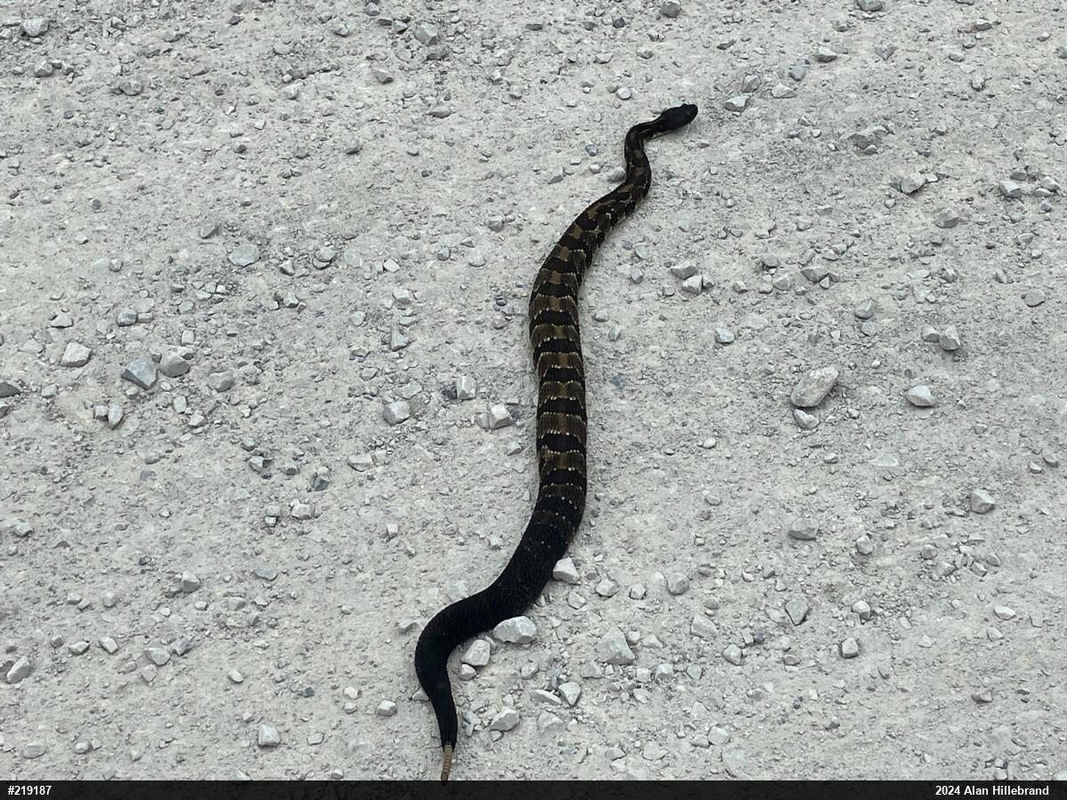 Timber Rattlesnake