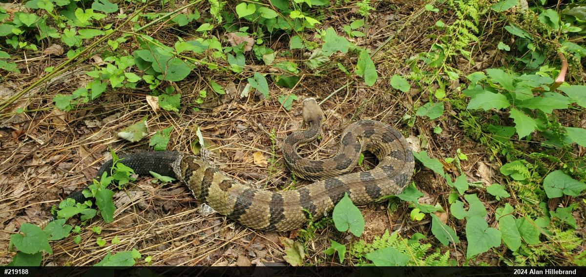 Timber Rattlesnake