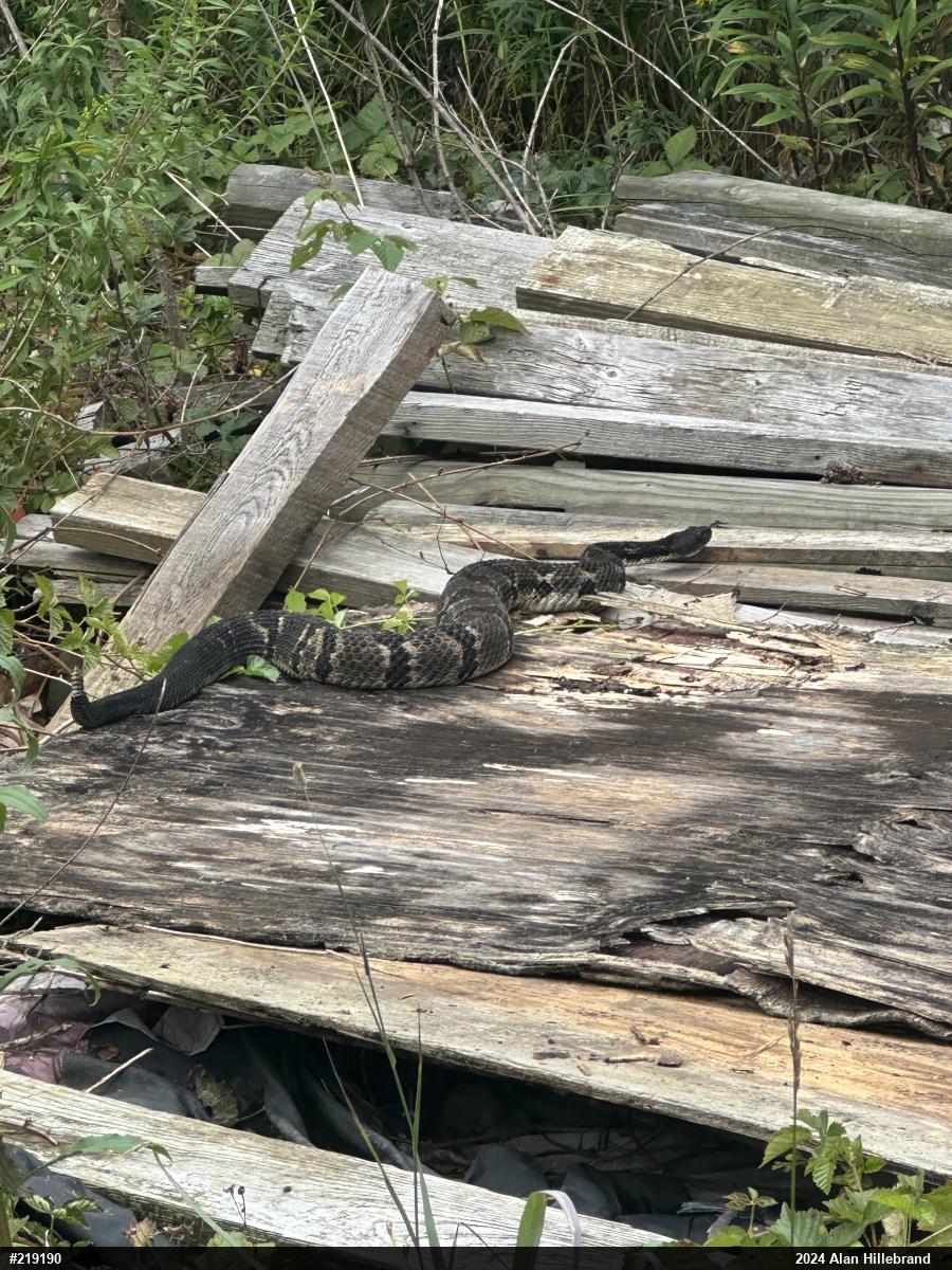 Timber Rattlesnake