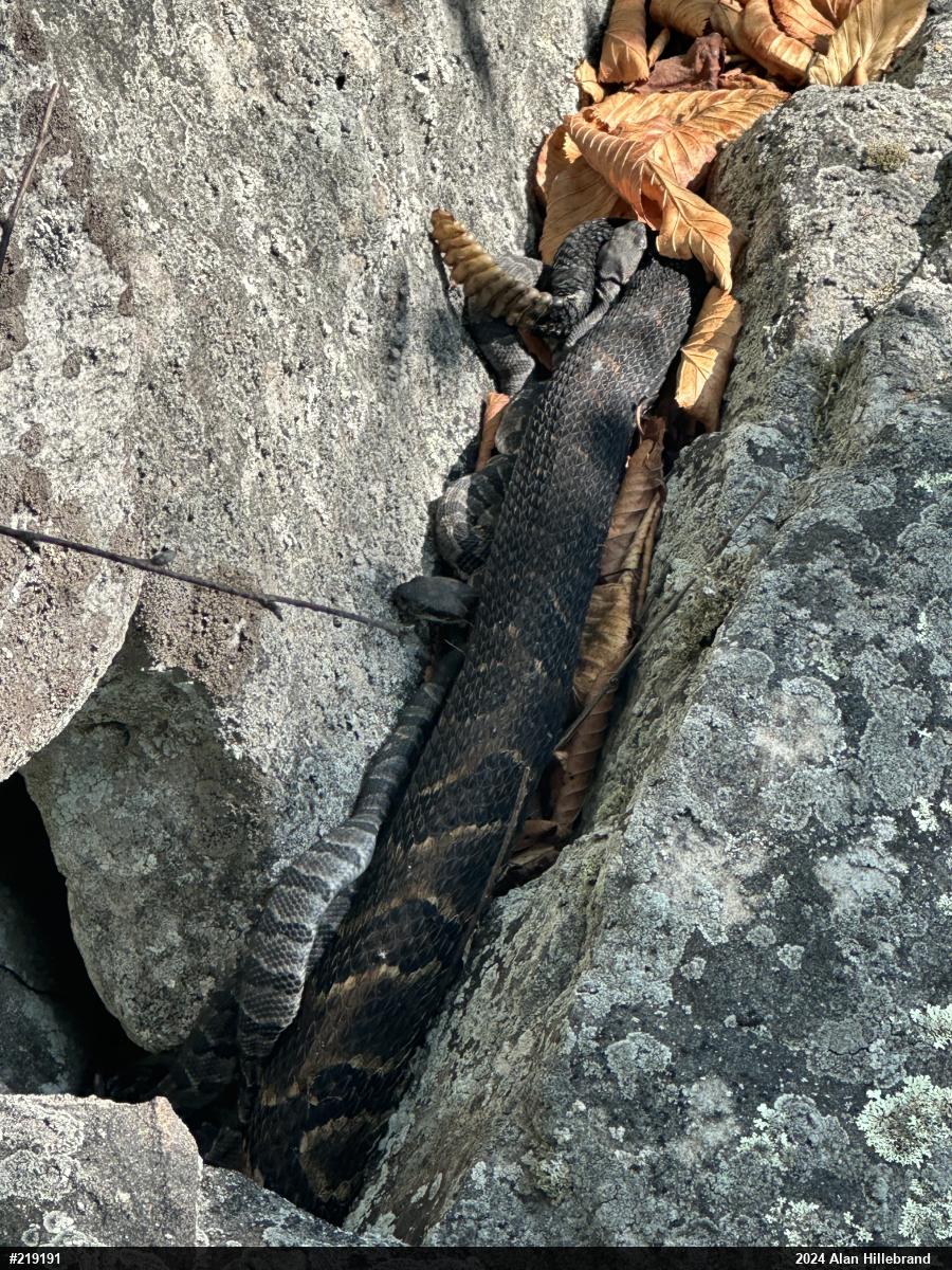 Timber Rattlesnake