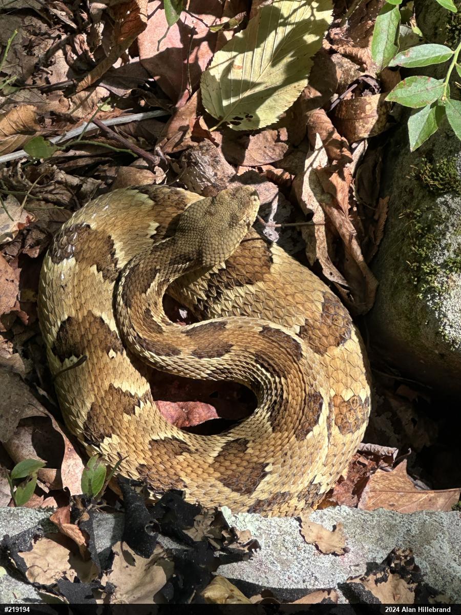 Timber Rattlesnake