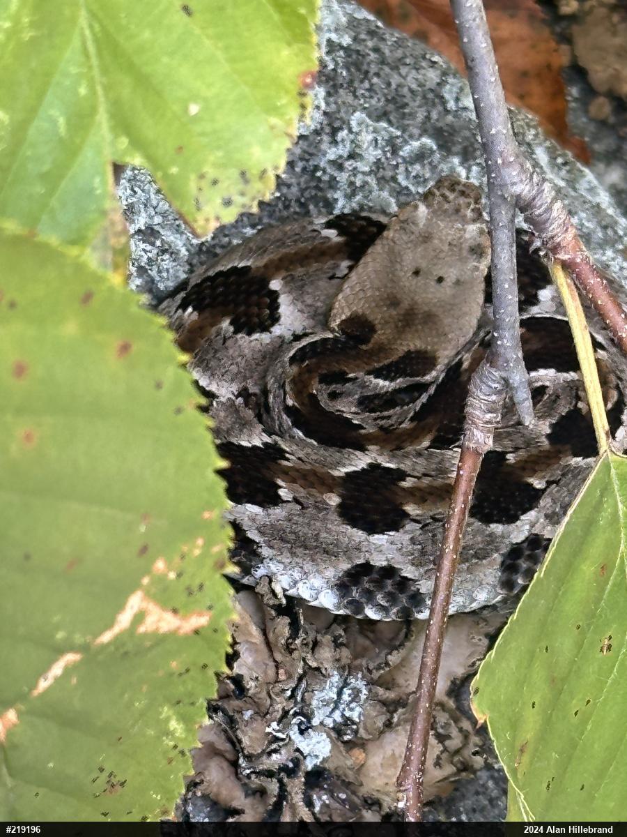Timber Rattlesnake
