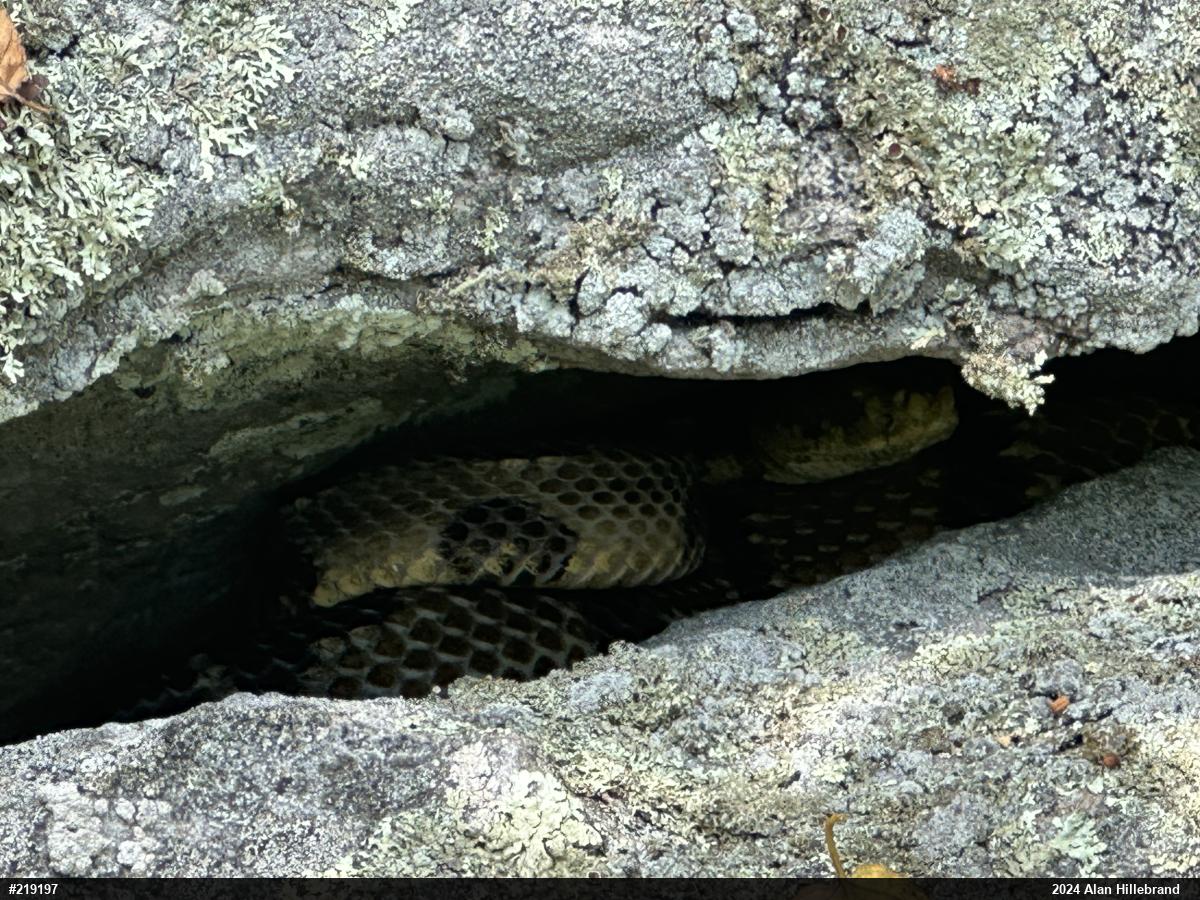 Timber Rattlesnake