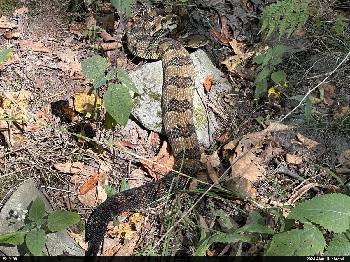 Timber Rattlesnake