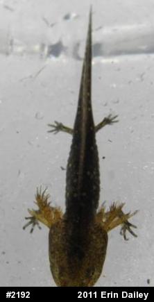 Marbled Salamander