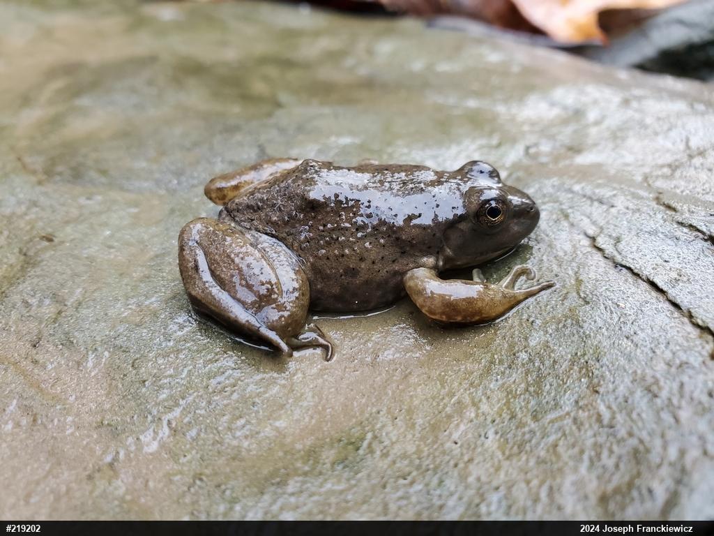 American Bullfrog