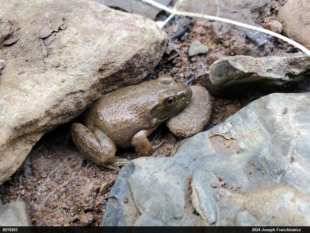 American Bullfrog