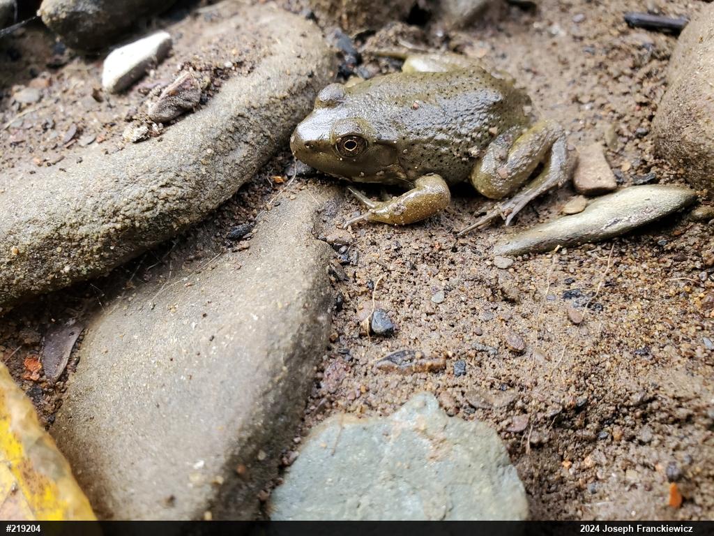 American Bullfrog