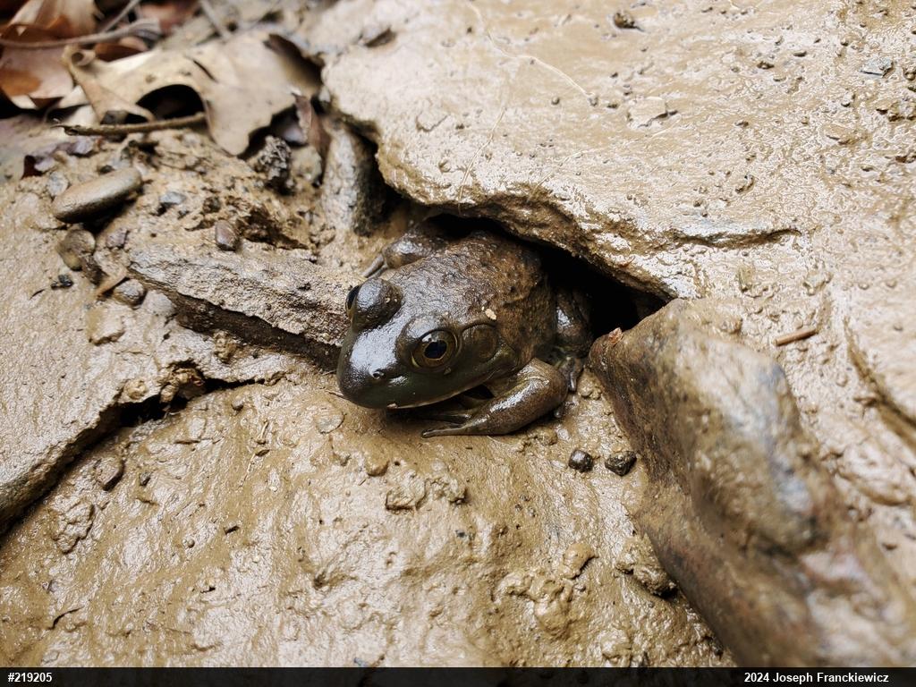 American Bullfrog