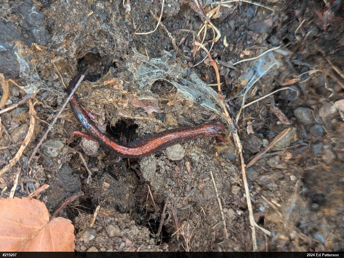 Eastern Red-backed  Salamander