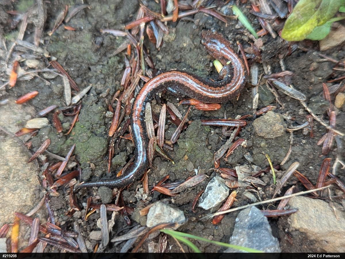 Eastern Red-backed  Salamander