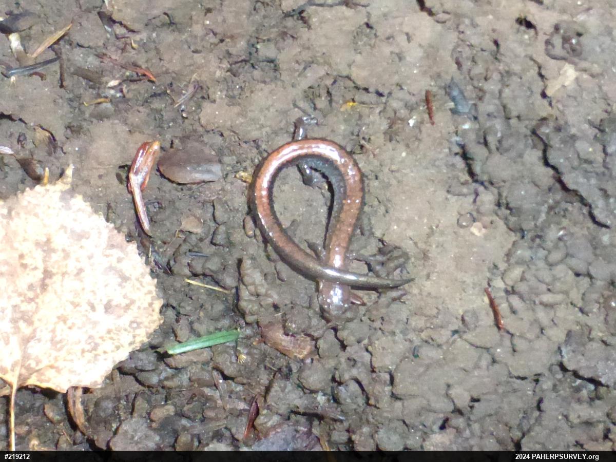 Eastern Red-backed  Salamander