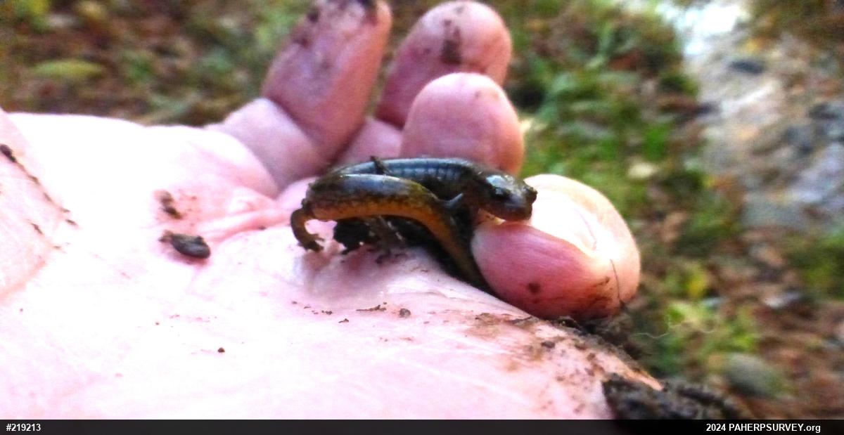 Allegheny Mountain Dusky Salamander