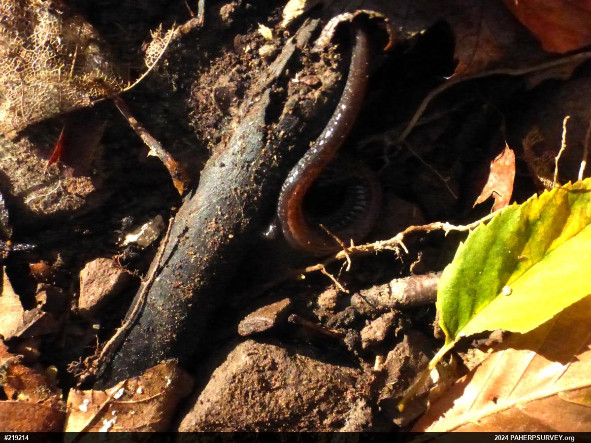 Eastern Red-backed  Salamander