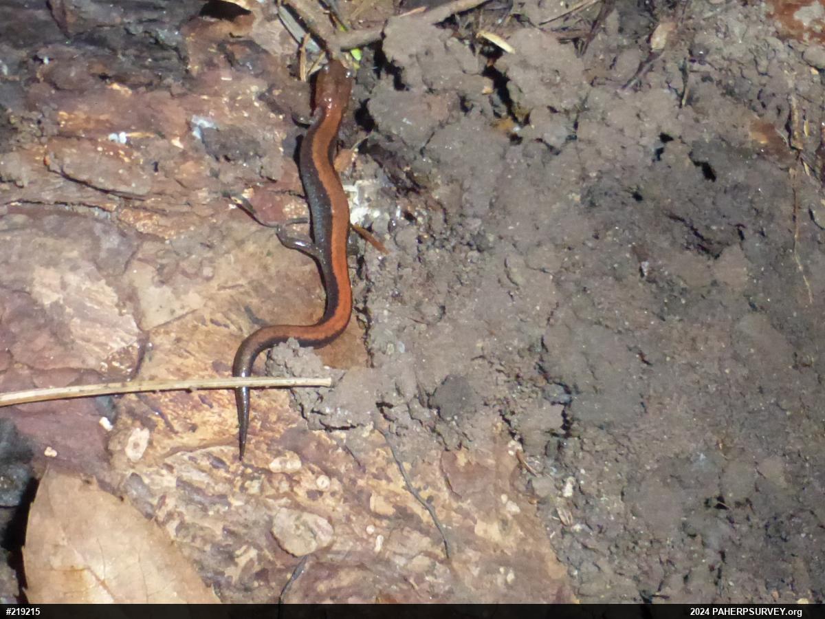 Eastern Red-backed  Salamander