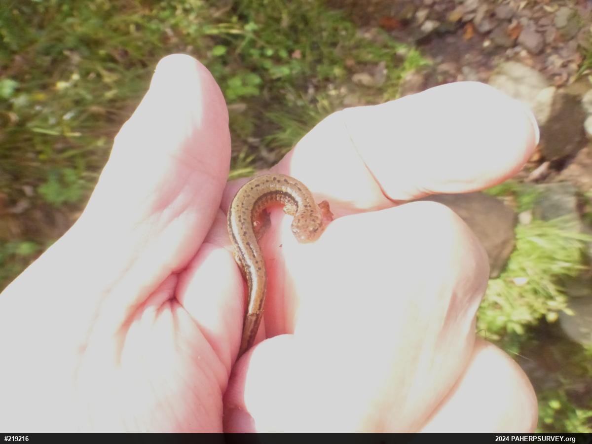 Northern Two-lined Salamander
