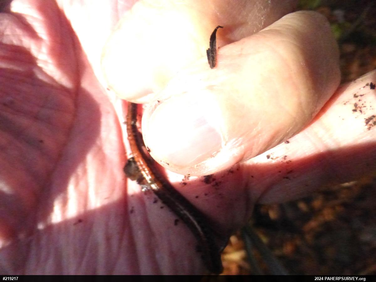 Eastern Red-backed  Salamander