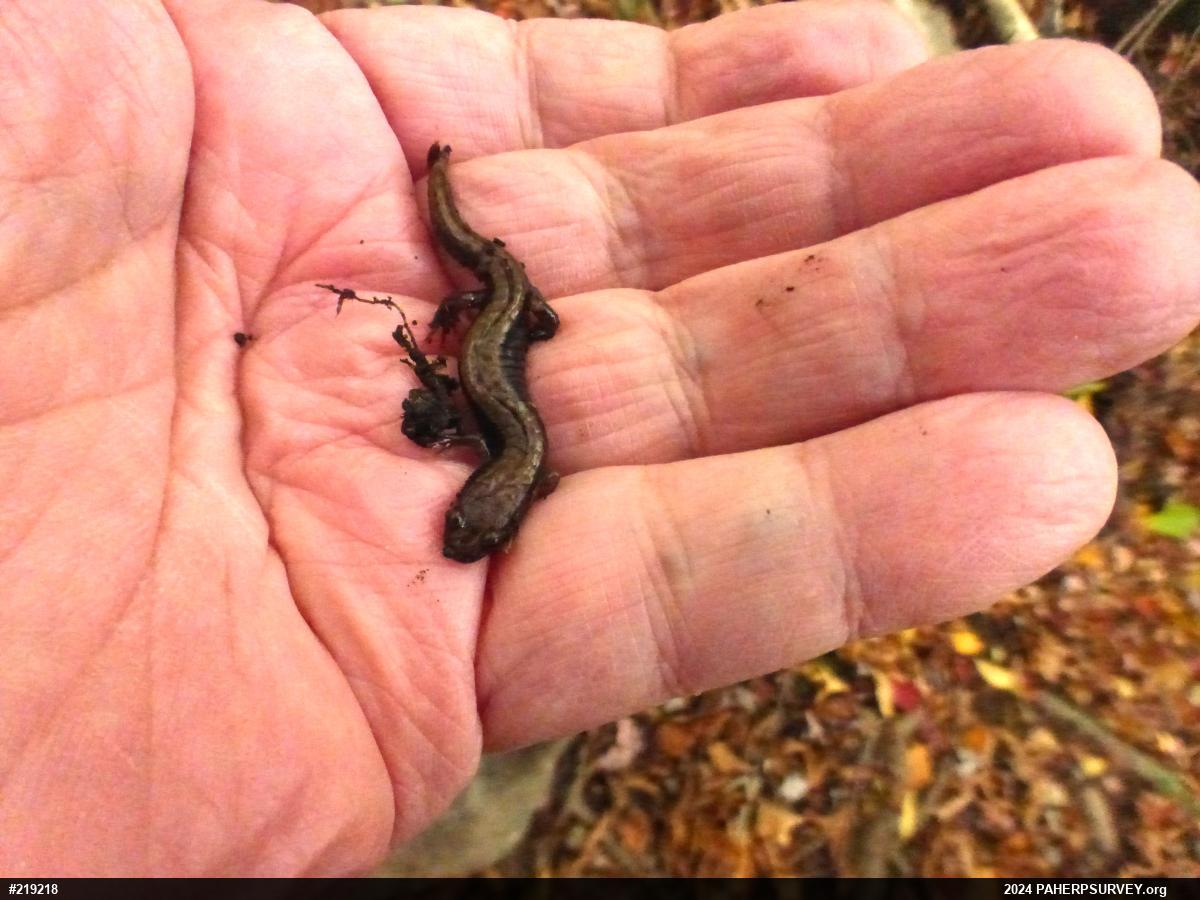 Allegheny Mountain Dusky Salamander