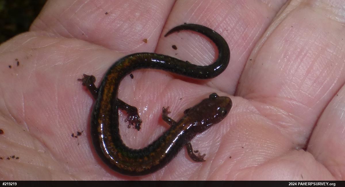 Eastern Red-backed  Salamander