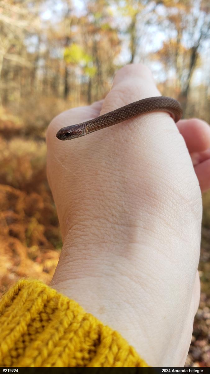 Red-bellied Snake