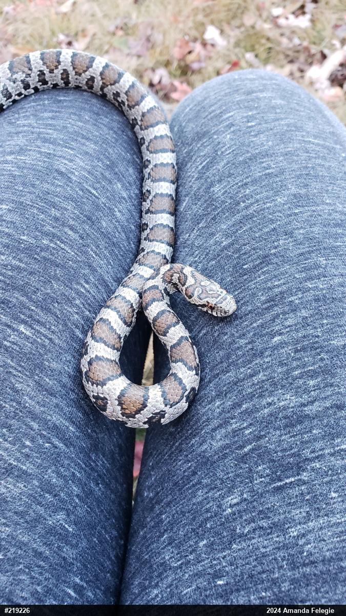 Eastern Milksnake