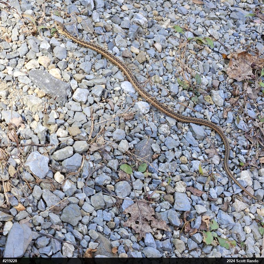Eastern Gartersnake