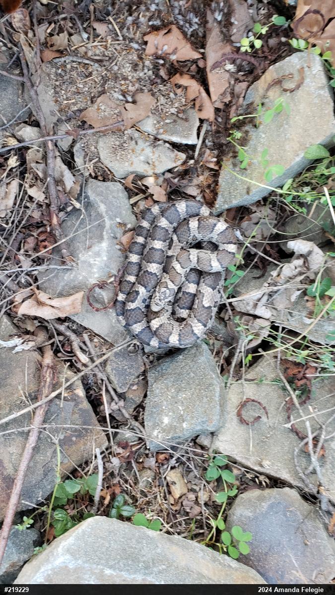 Eastern Milksnake