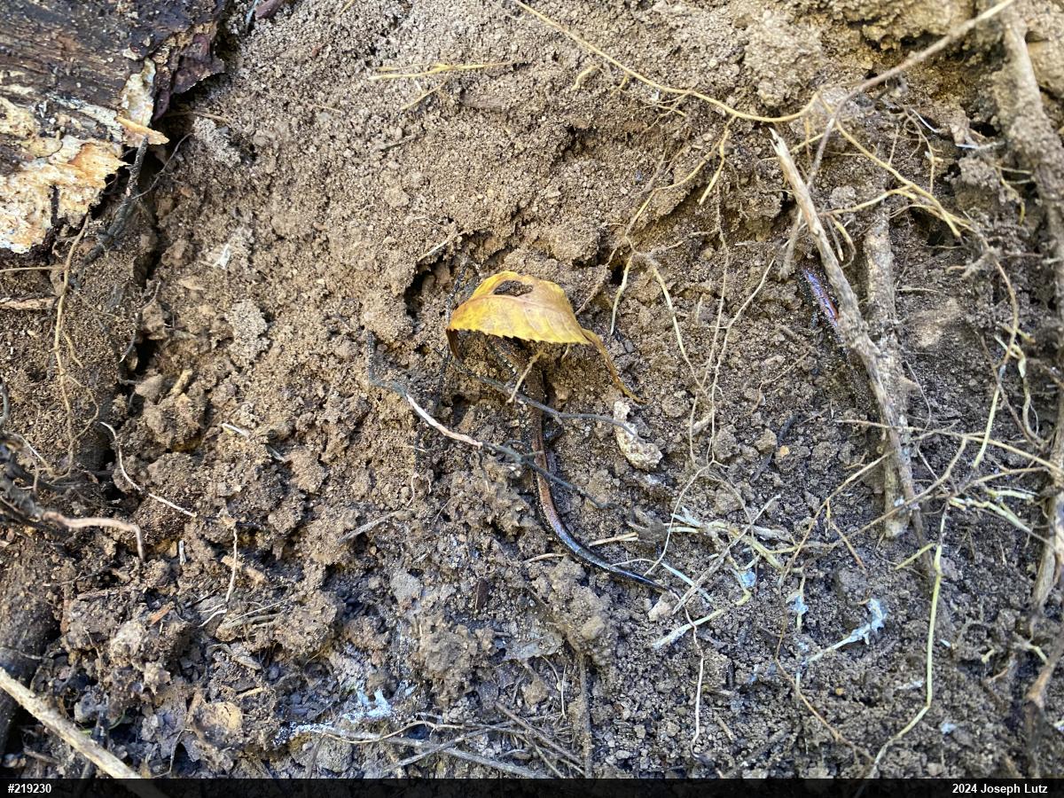 Eastern Red-backed  Salamander