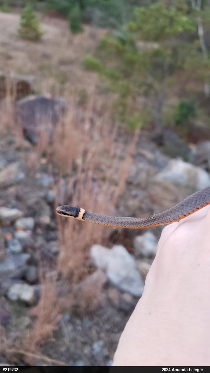 Northern Ring-necked Snake