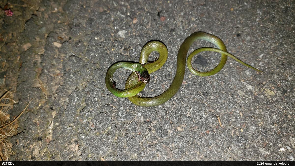 Smooth Greensnake
