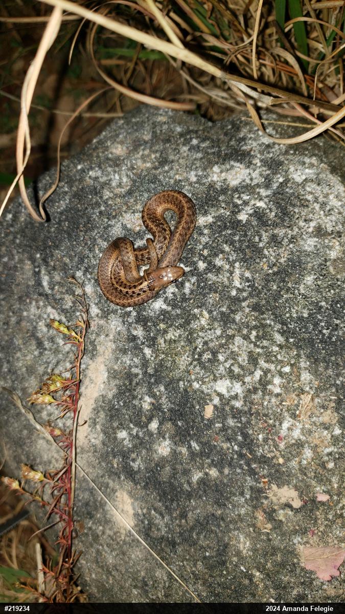 Eastern Gartersnake