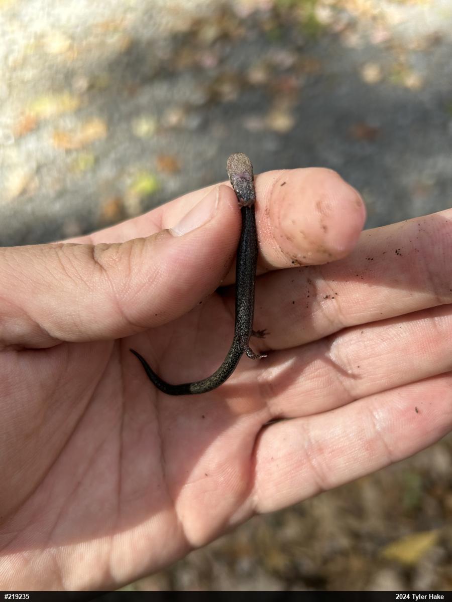 Valley And Ridge Salamander