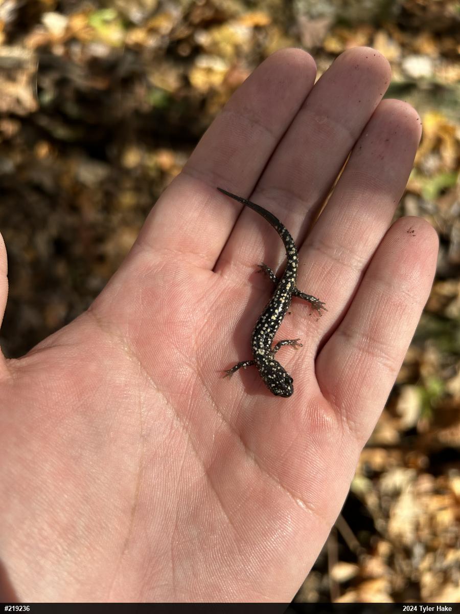 Northern Slimy Salamander