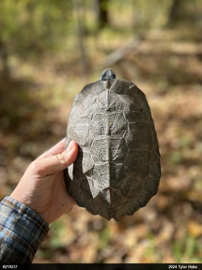 Wood Turtle