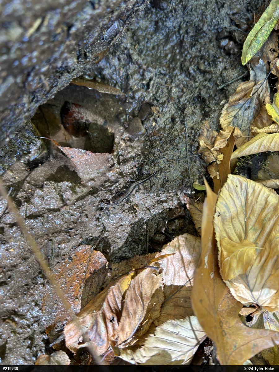 Allegheny Mountain Dusky Salamander