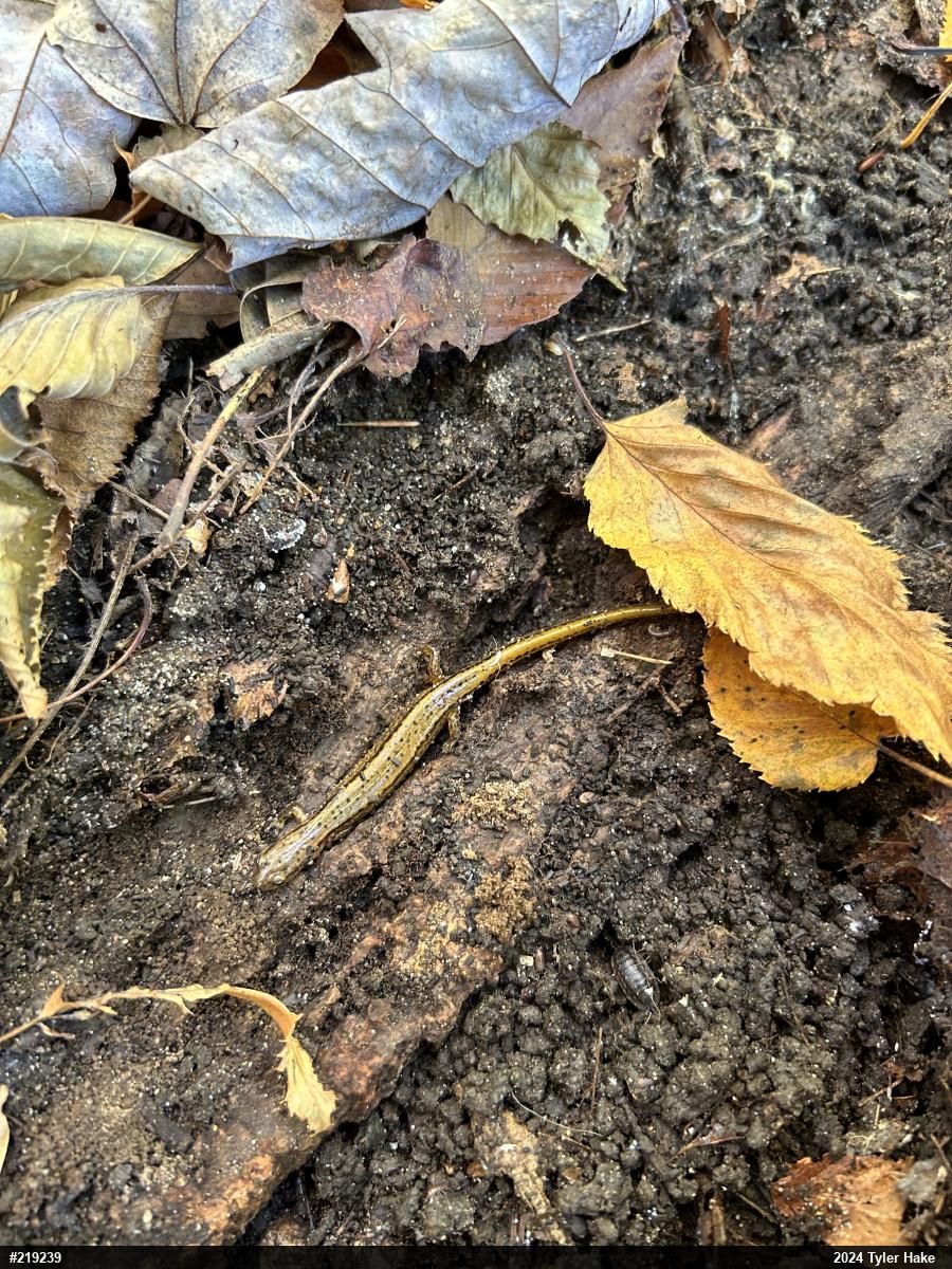 Northern Two-lined Salamander