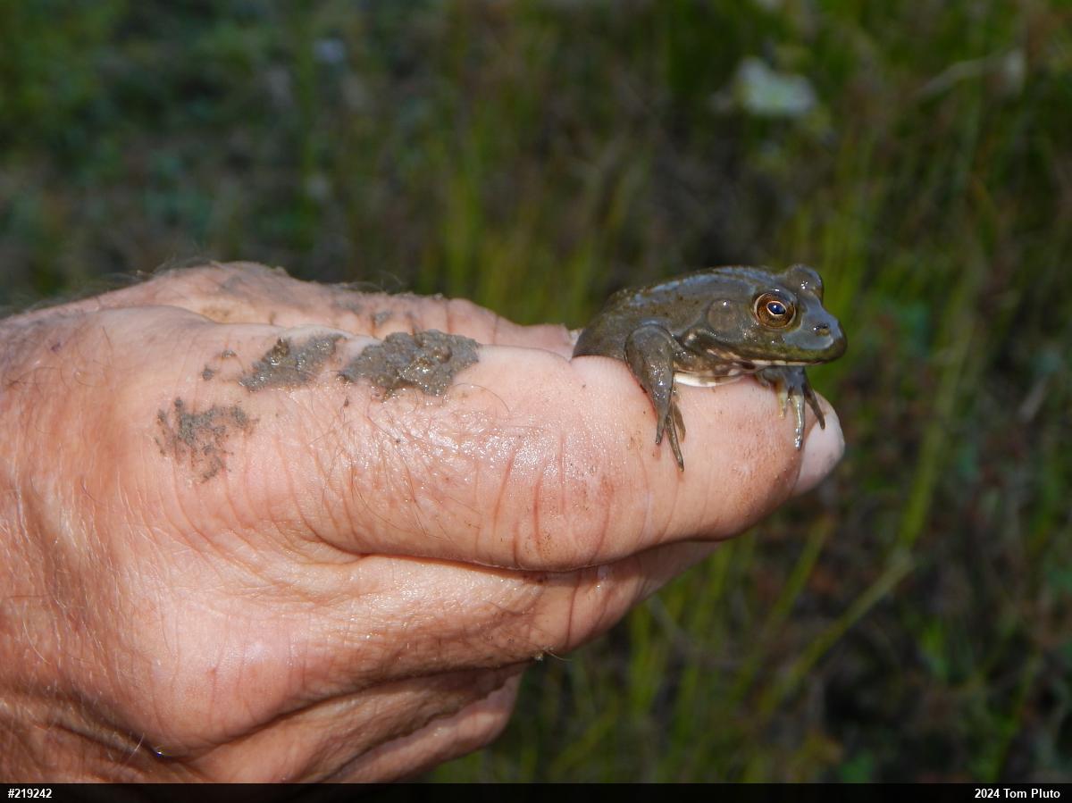 American Bullfrog