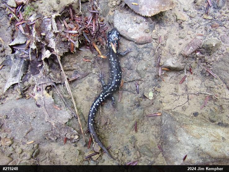Northern Slimy Salamander