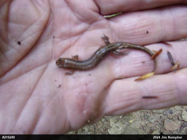 Allegheny Mountain Dusky Salamander