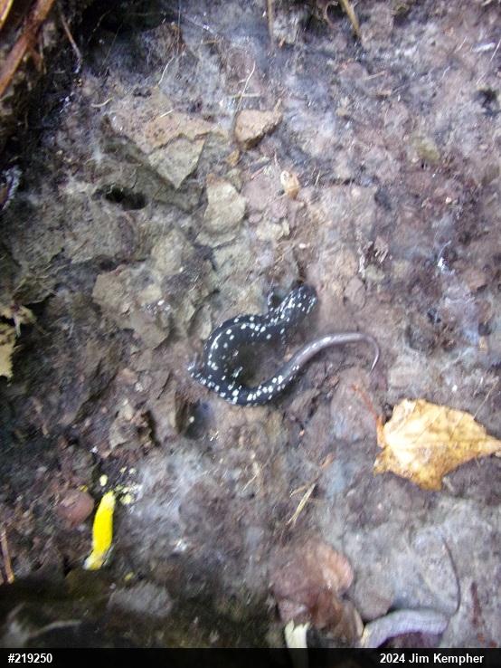 Northern Slimy Salamander