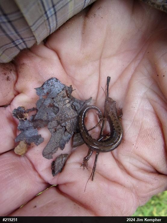 Allegheny Mountain Dusky Salamander