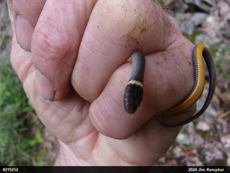Northern Ring-necked Snake