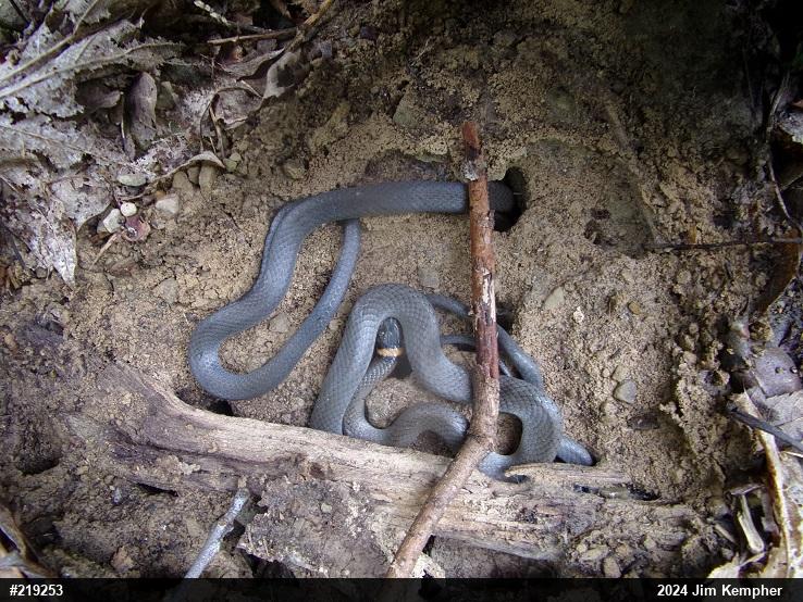 Northern Ring-necked Snake