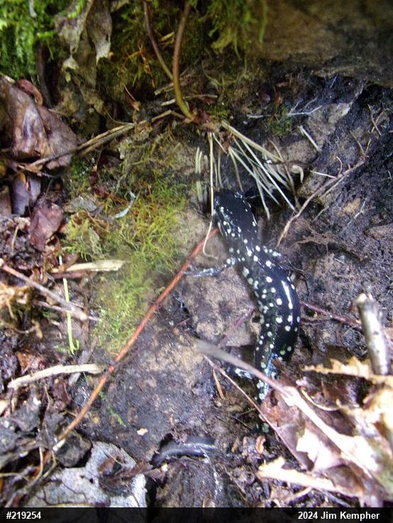 Northern Slimy Salamander