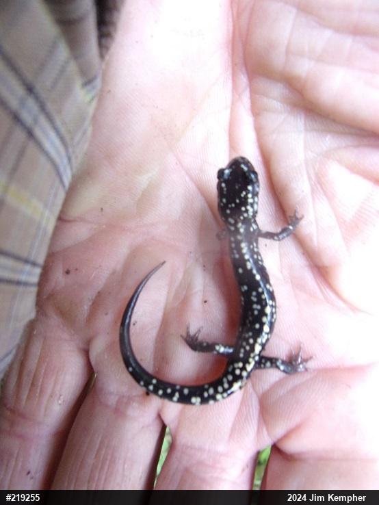 Northern Slimy Salamander