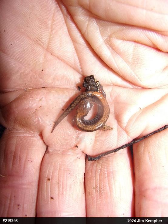 Eastern Red-backed  Salamander