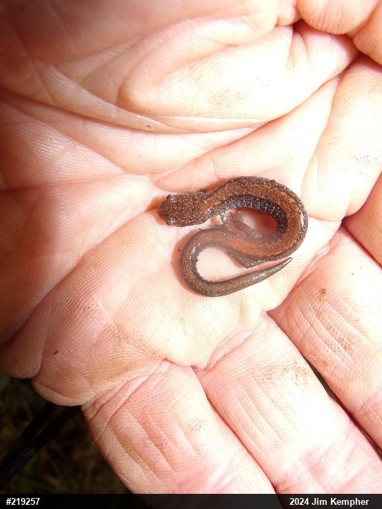 Eastern Red-backed  Salamander