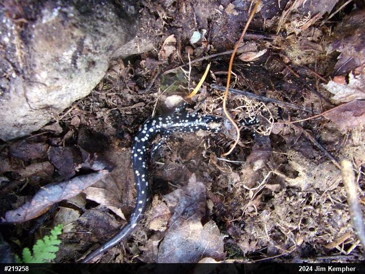 Northern Slimy Salamander